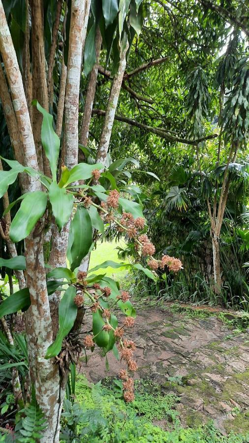 Sitio Alto Da Montanha - Voce Em Paz Com A Natureza Villa Pacoti Eksteriør billede